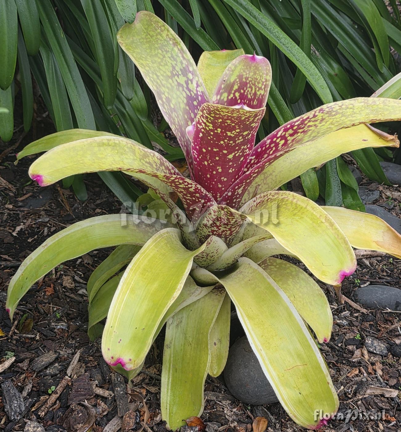 Neoregelia correia-araujoi x
