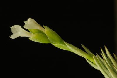 Tillandsia burle-marxii