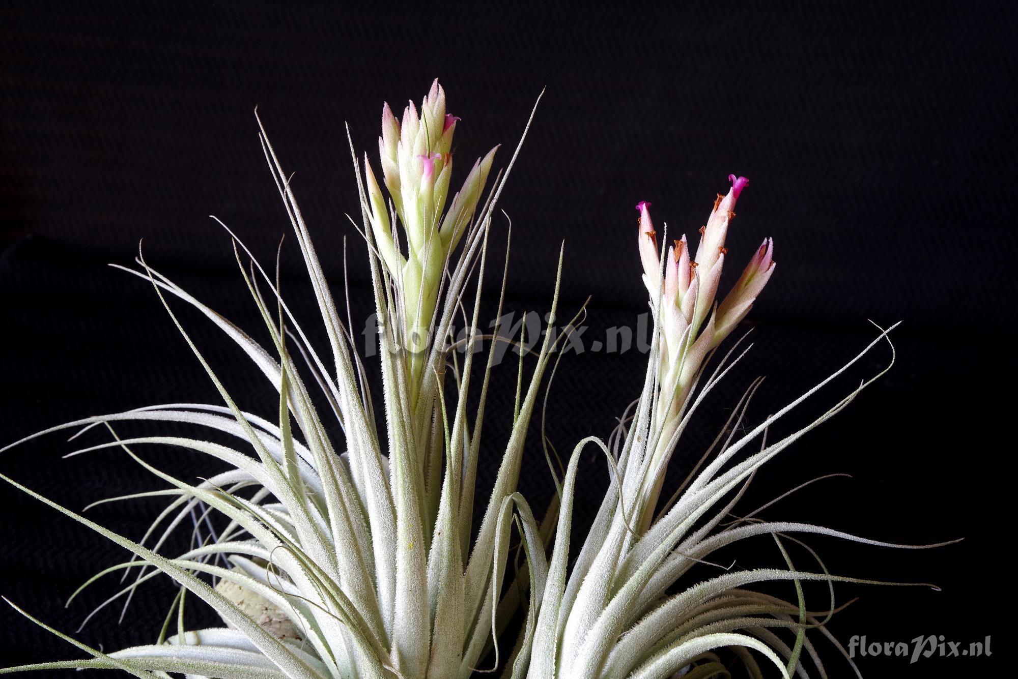 Tillandsia chapeuensis