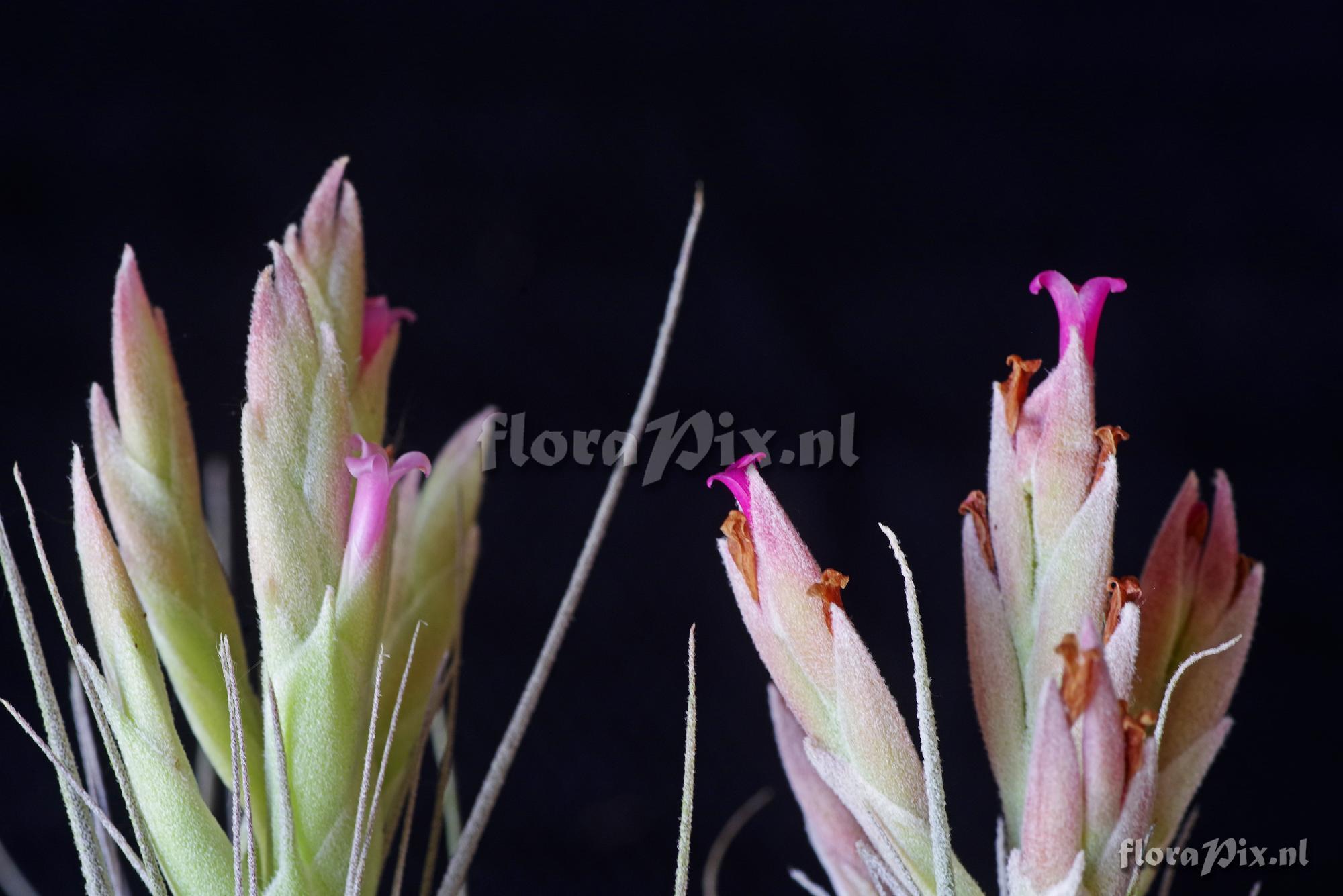 Tillandsia Tillandsia chapeuensis