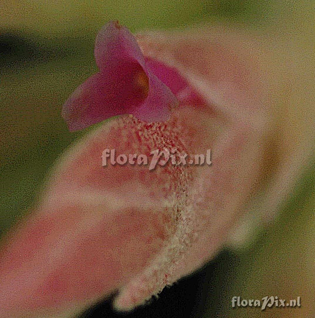 Tillandsia Tillandsia chapeuensis