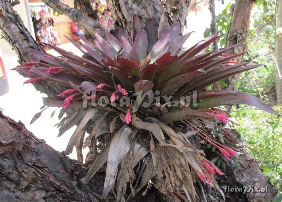 Tillandsia complanata