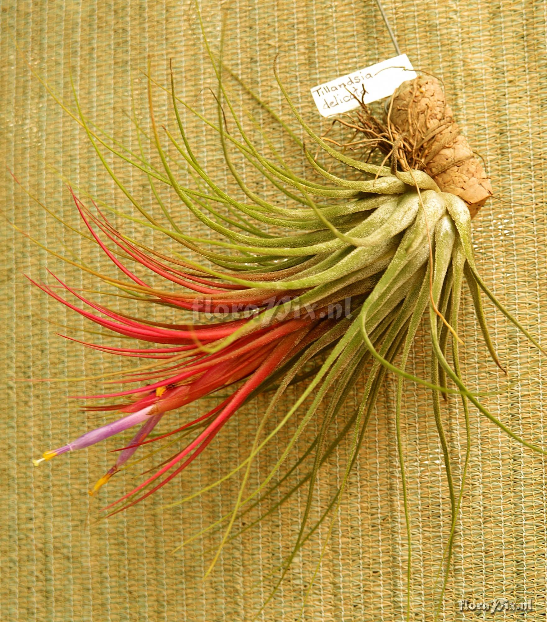 Tillandsia delicata