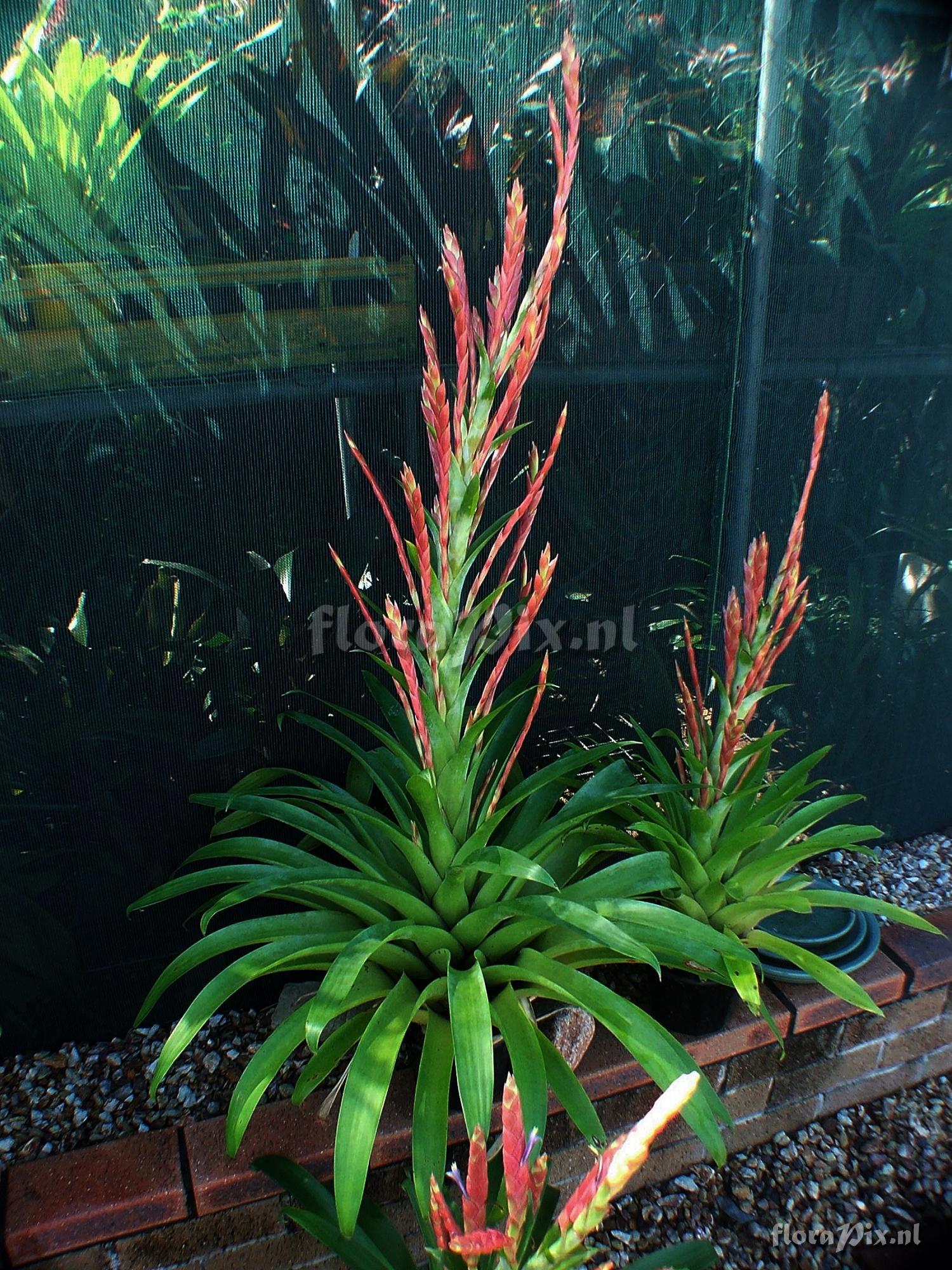 Tillandsia deppeana