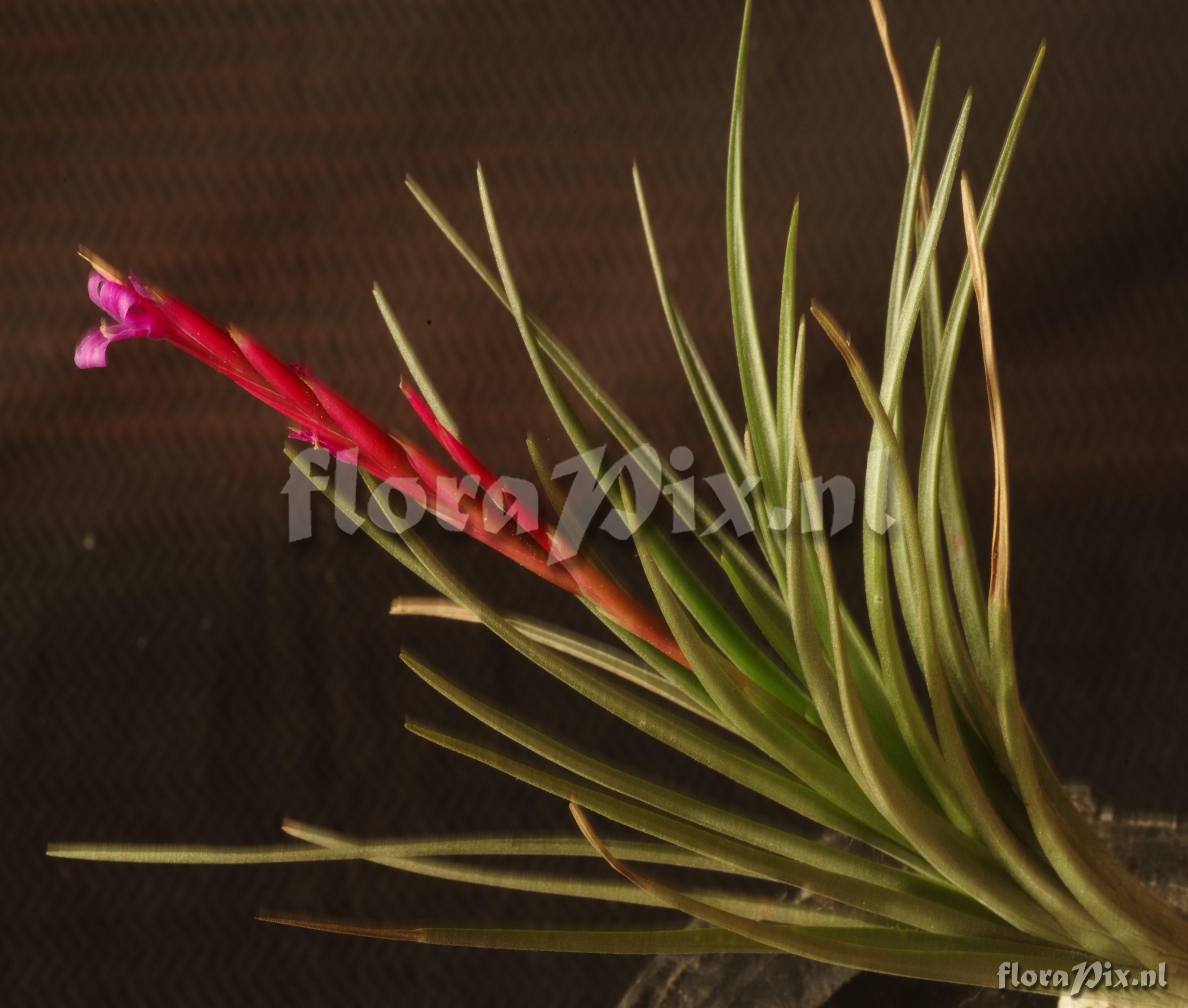 Tillandsia dura