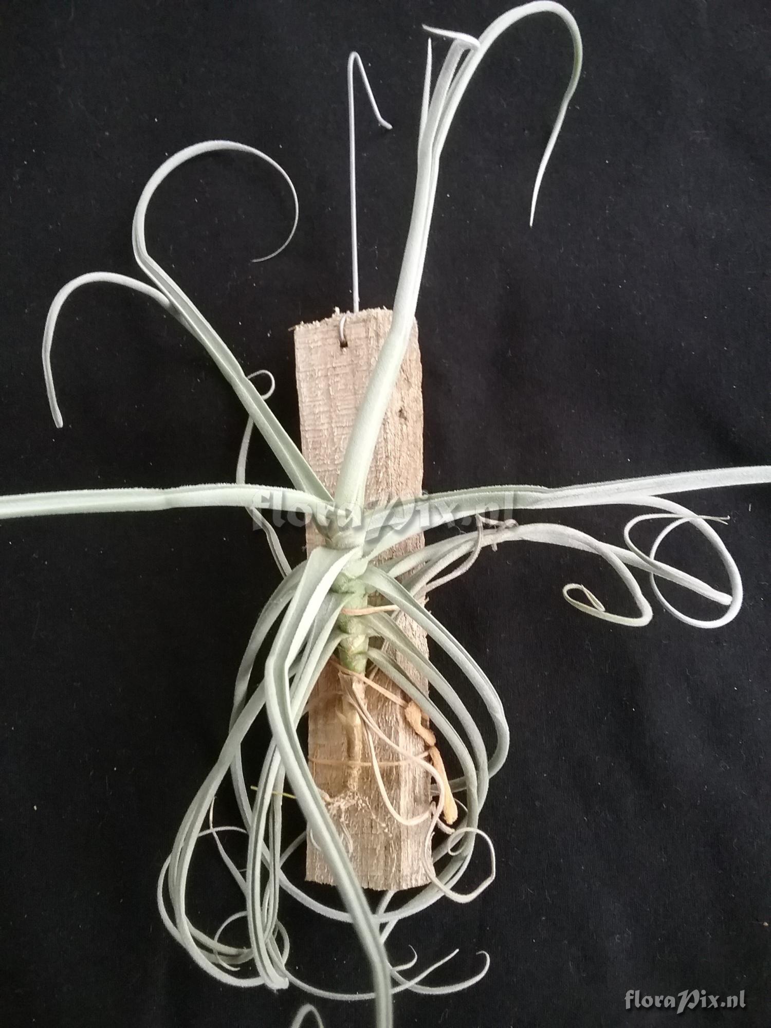 Tillandsia duratii var. saxatilis