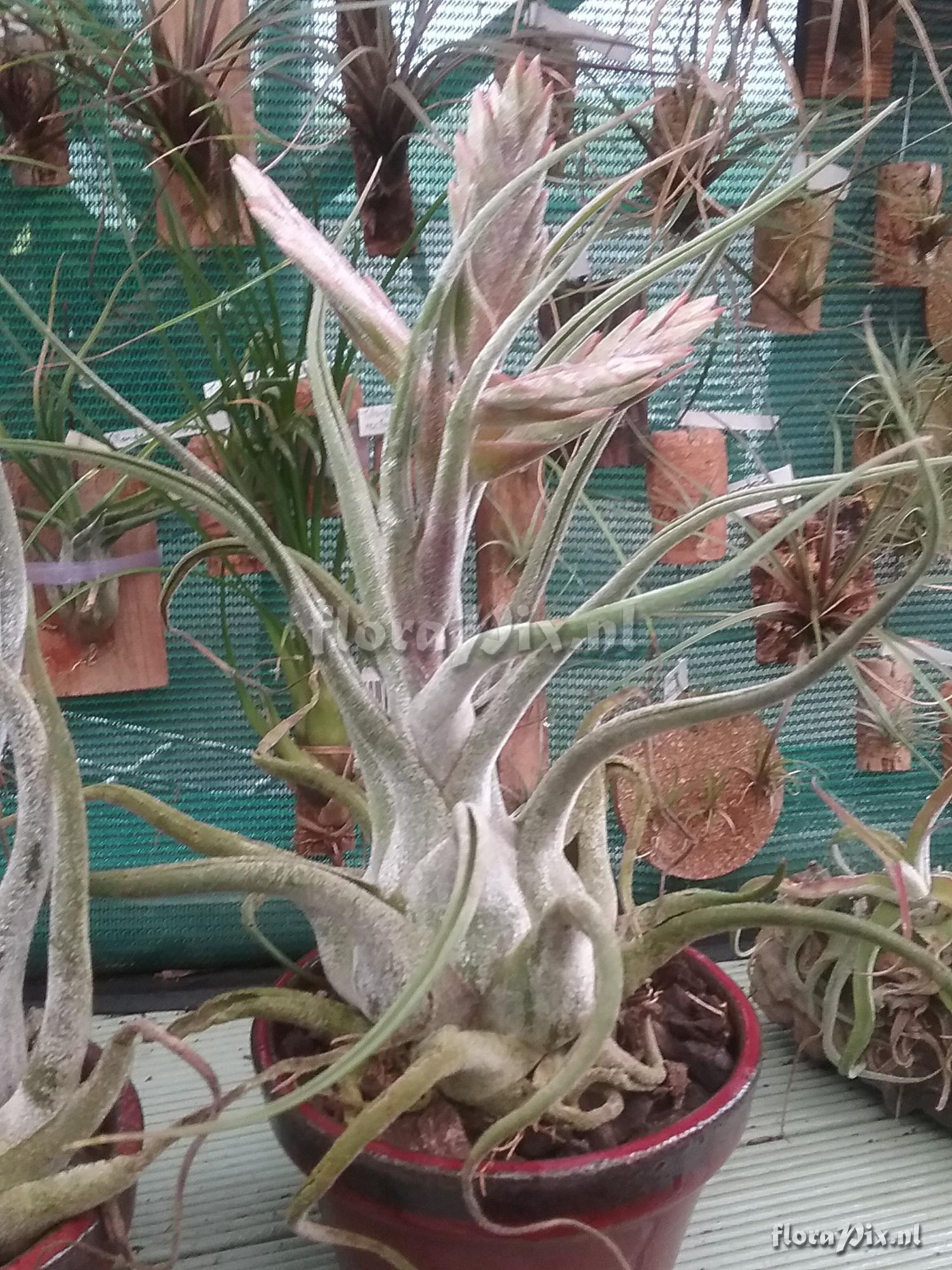 Tillandsia ehlersiana