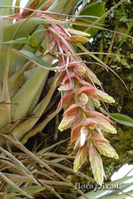 Tillandsia eizii