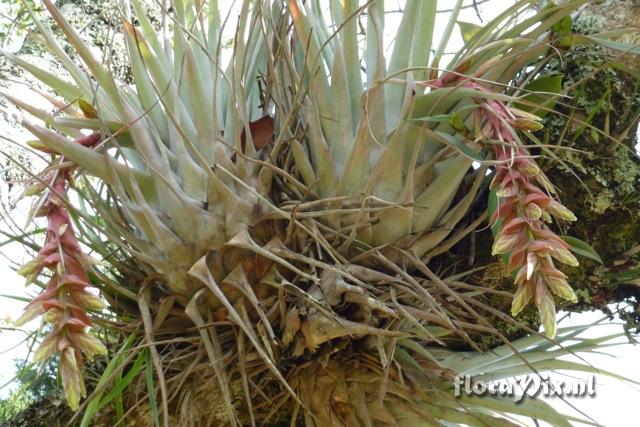 Tillandsia eizii