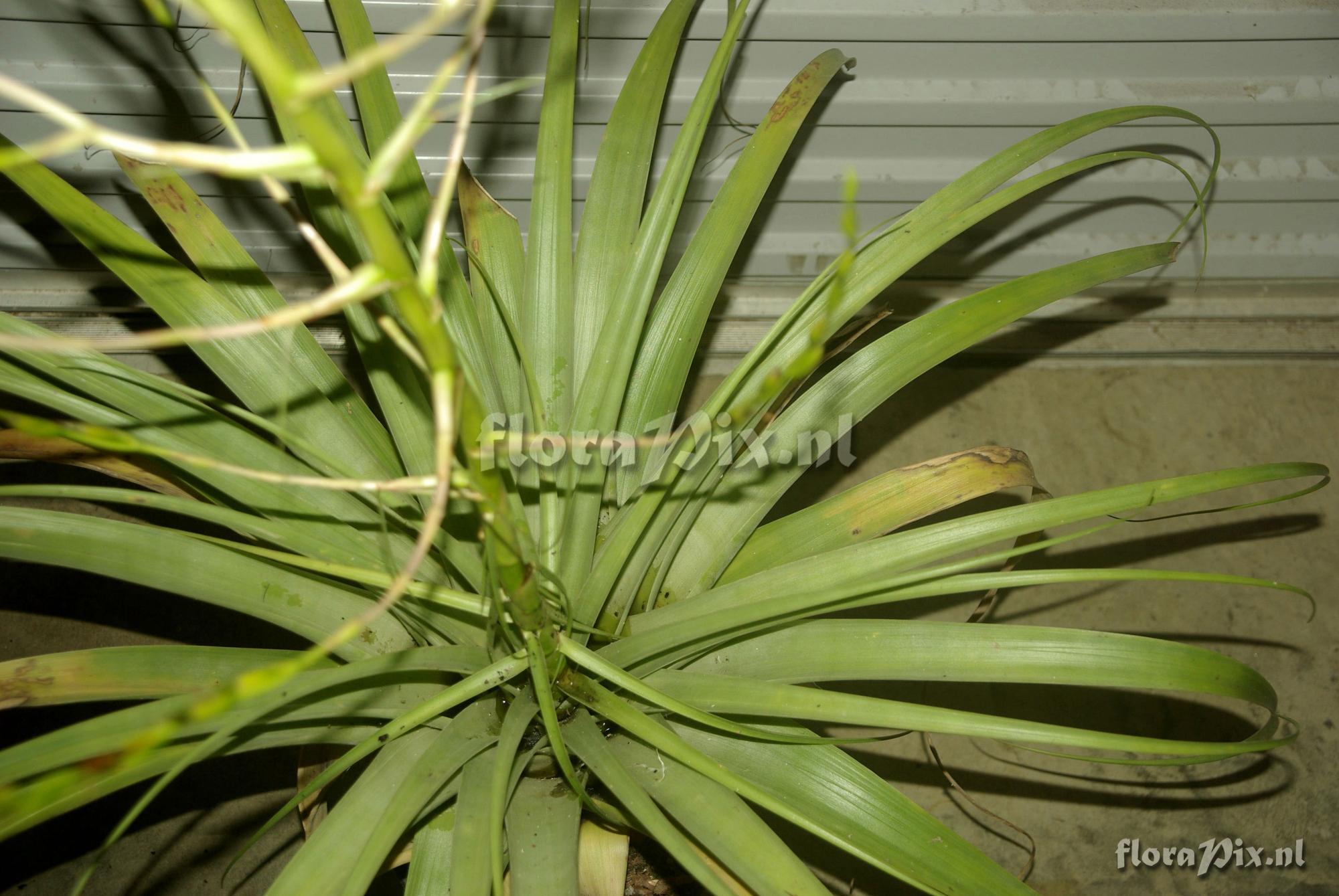 Tillandsia elusiva
