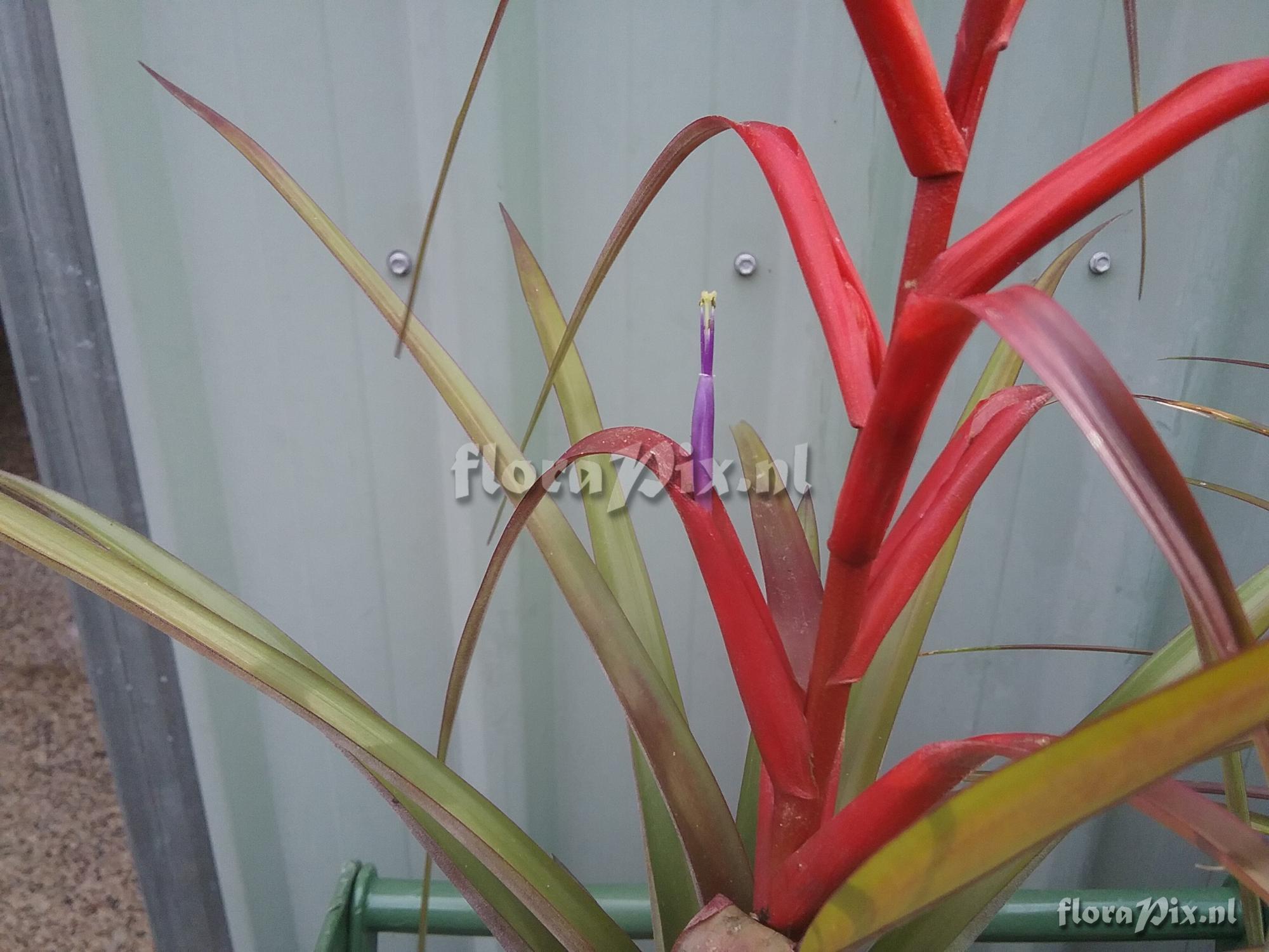 Tillandsia foliosa