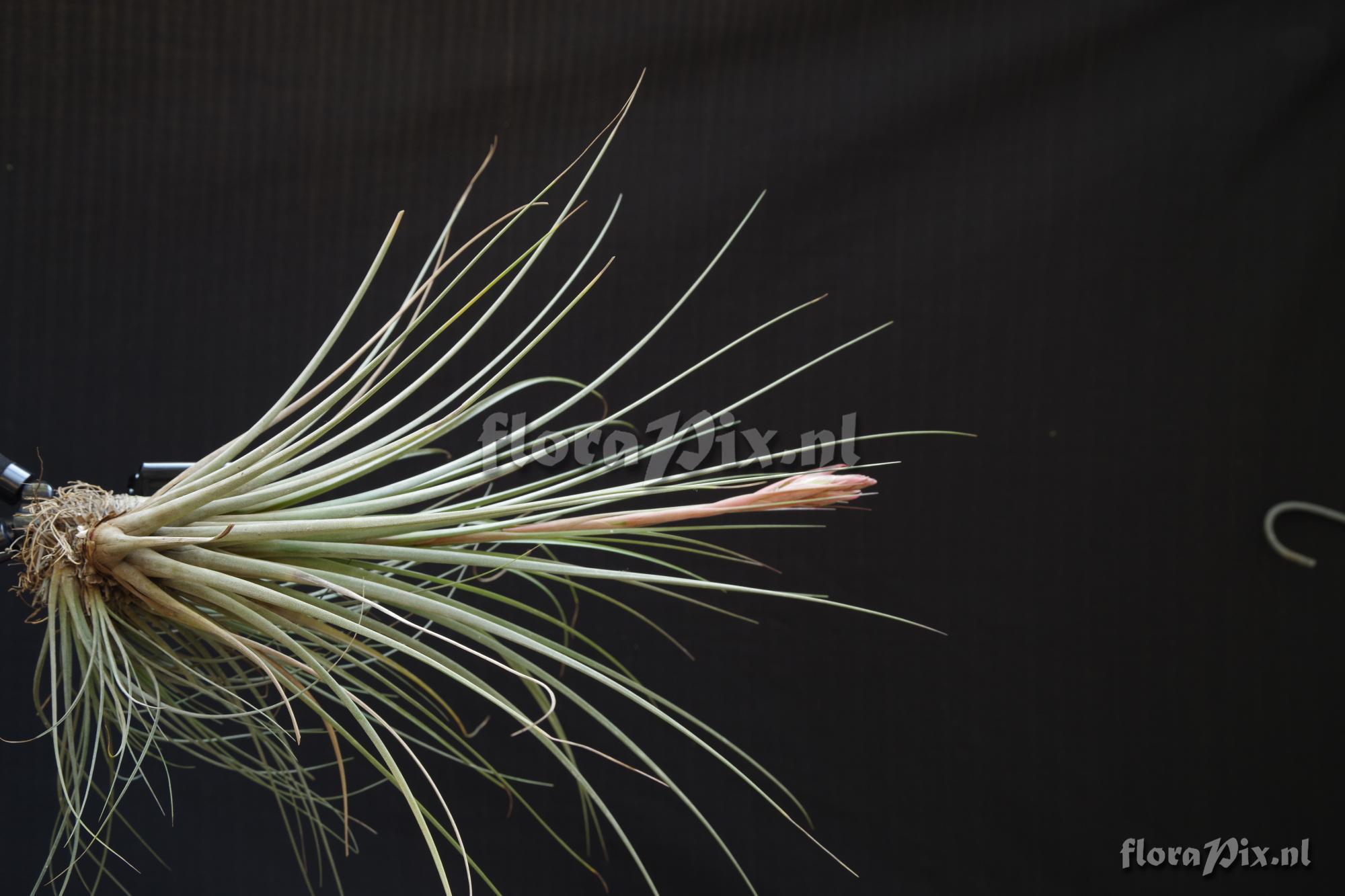Tillandsia floridana x
