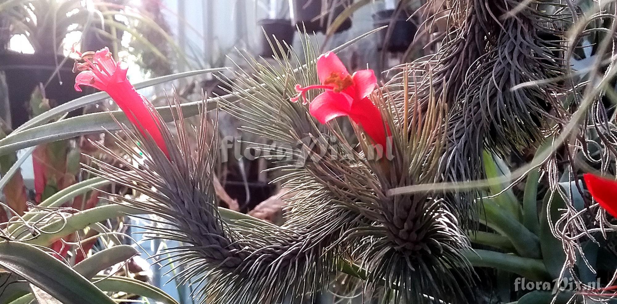 Tillandsia funckiana