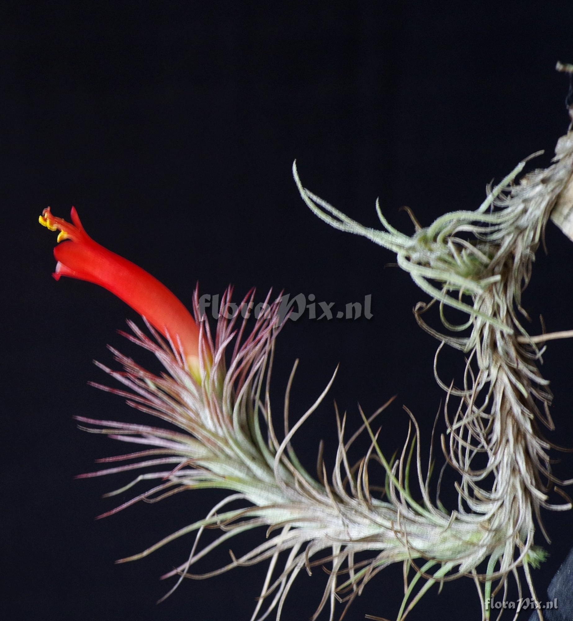 Tillandsia funckiana