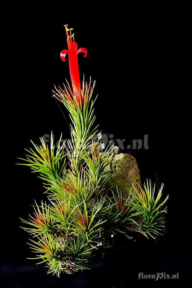 Tillandsia funckiana