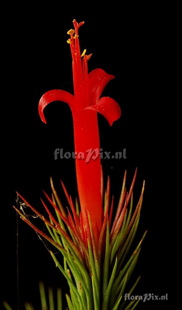 Tillandsia funckiana