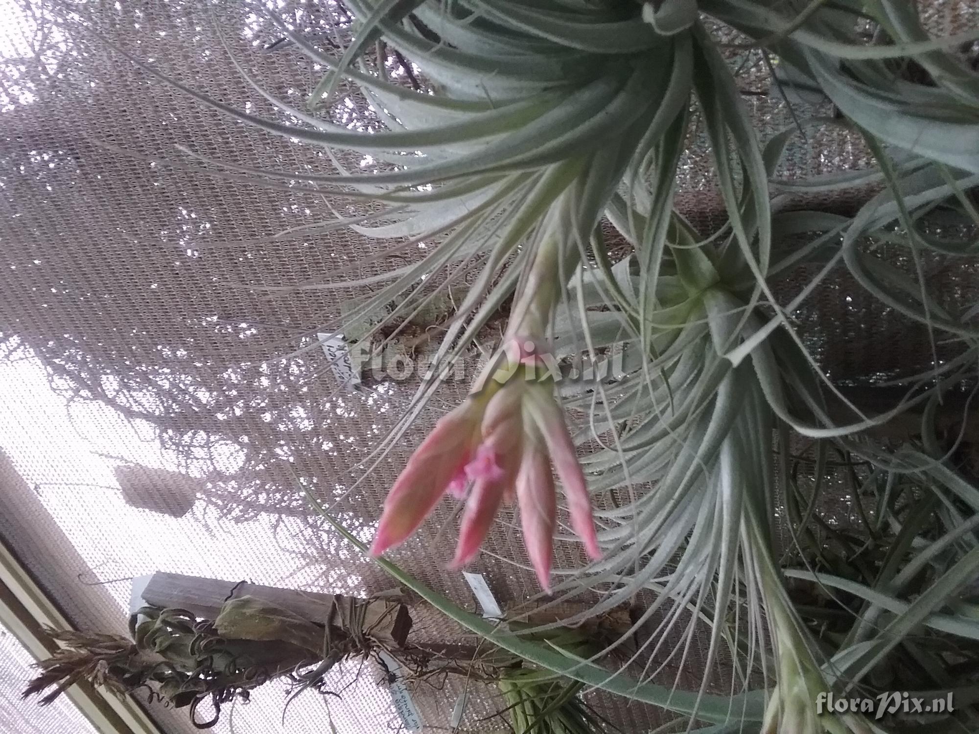 Tillandsia gardneri