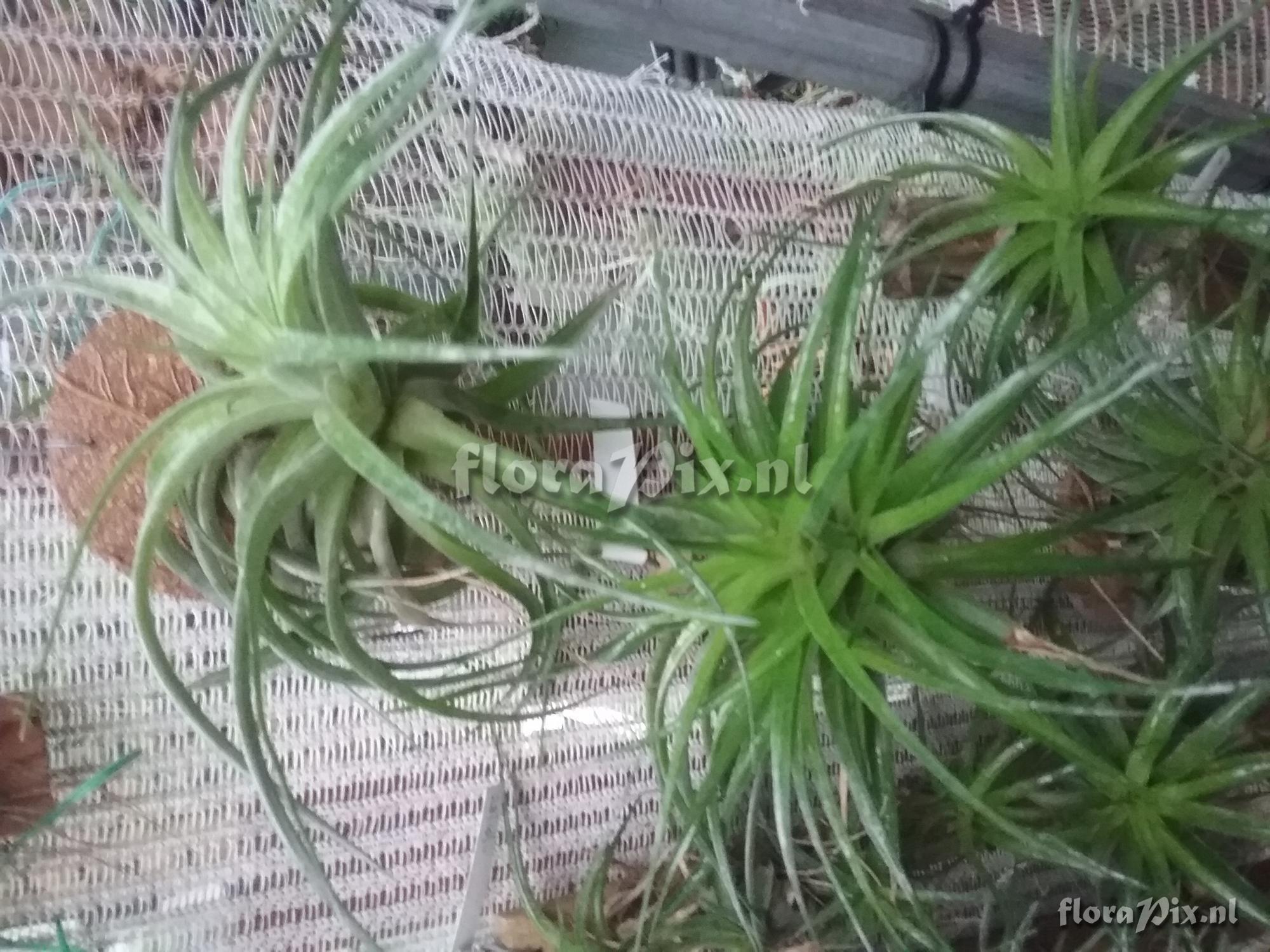 Tillandsia geminiflora