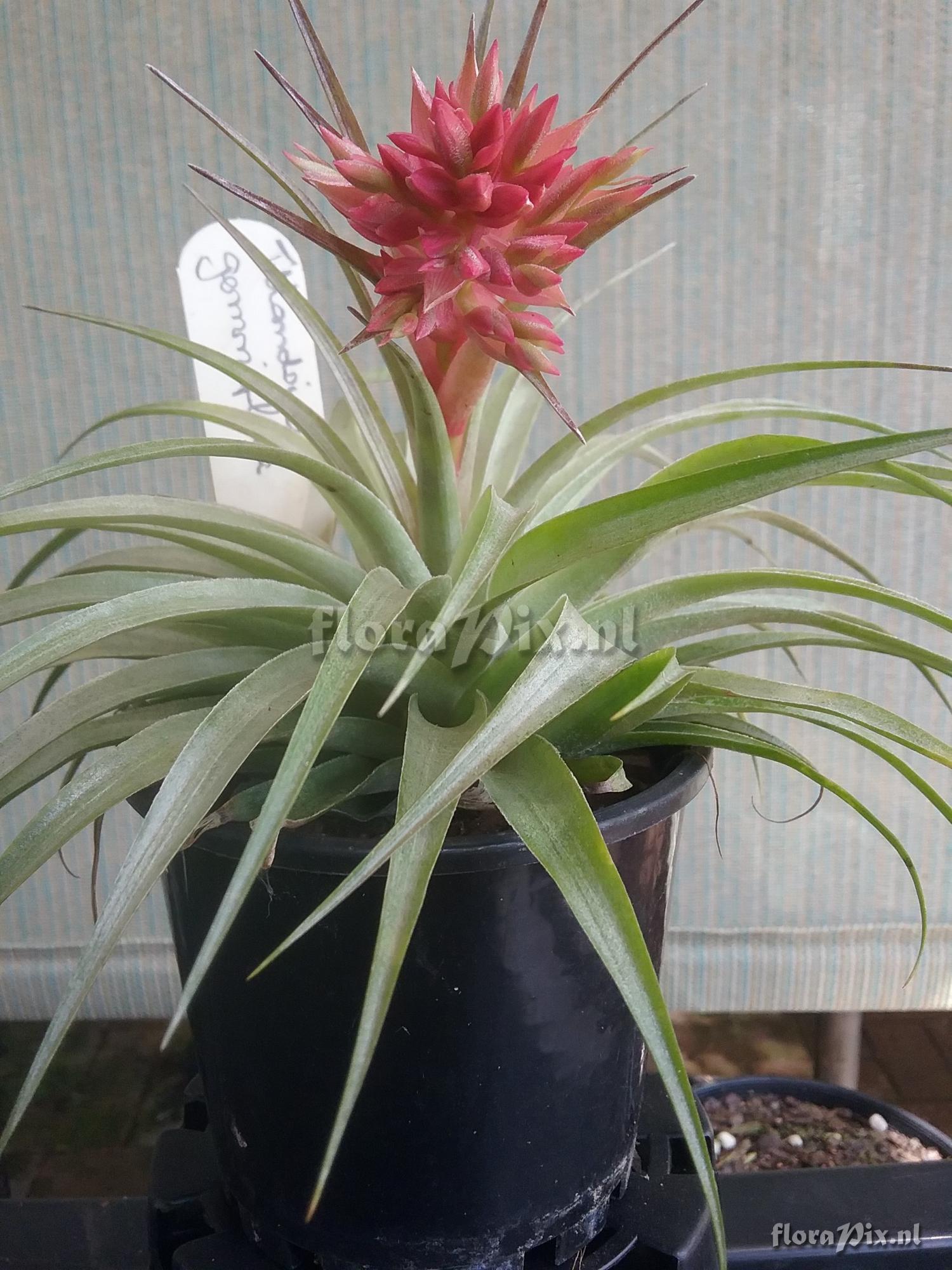 Tillandsia geminiflora