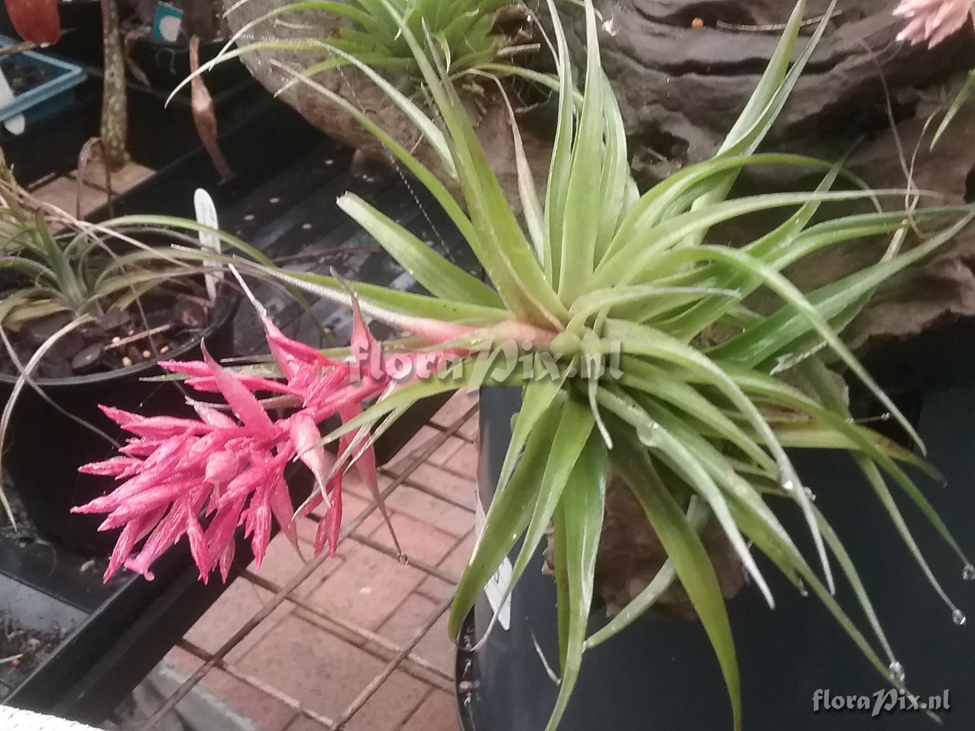Tillandsia geminiflora