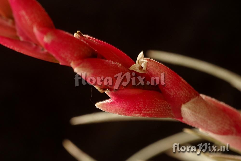 Tillandsia guelzii x
