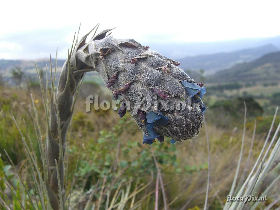 Puya lepidota