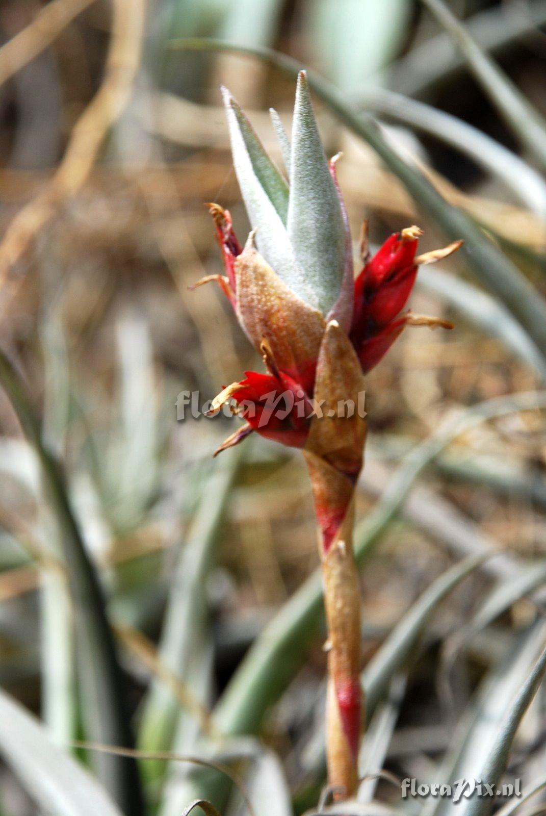 Tillandsia latifolia var. major