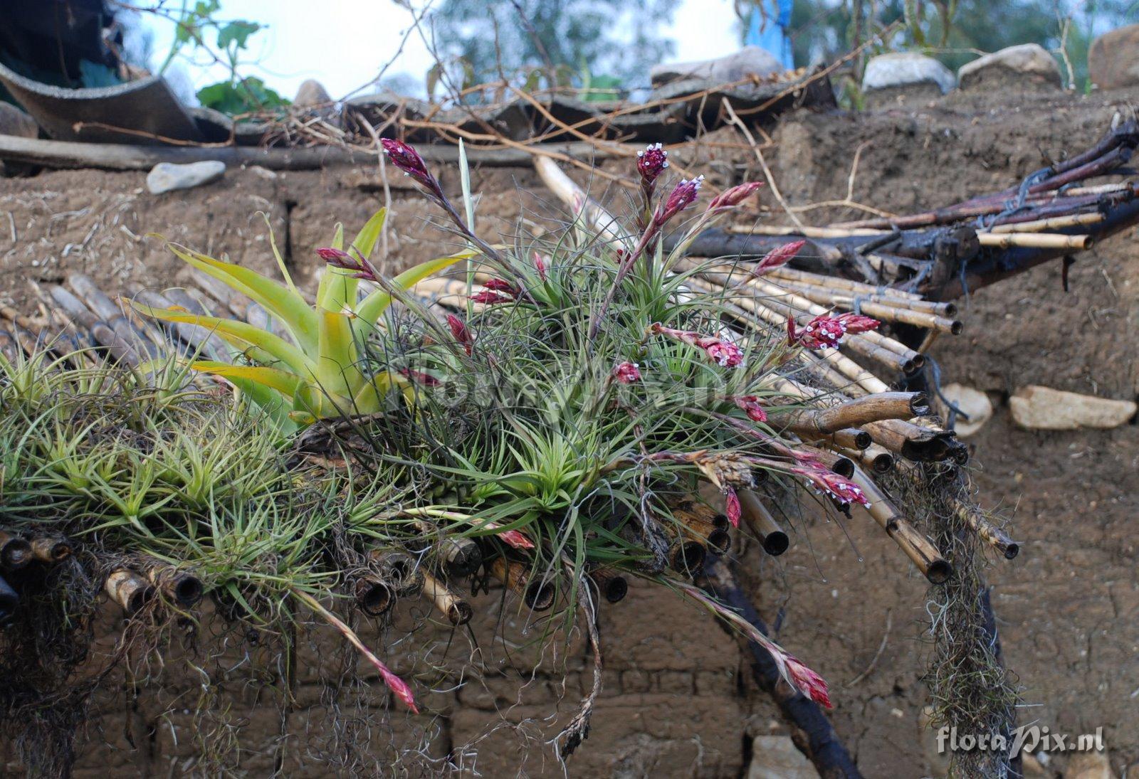 Tillandsia sp.