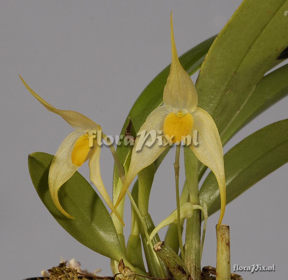 Bulbophyllum ankylochele