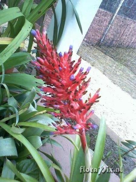 Aechmea sp