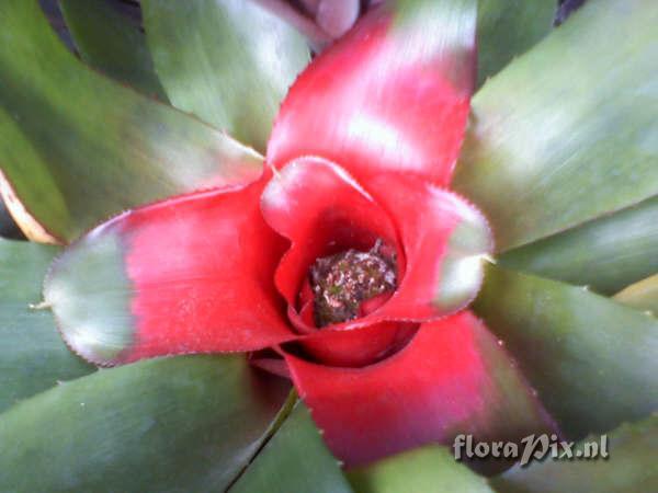 Neoregelia 