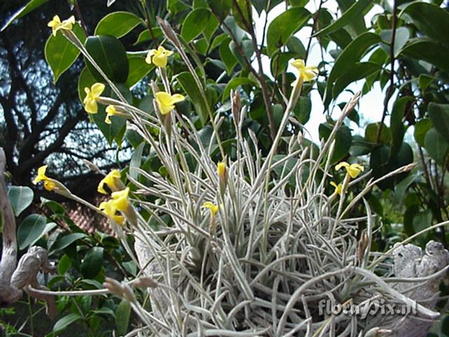 Tillandsia crocata