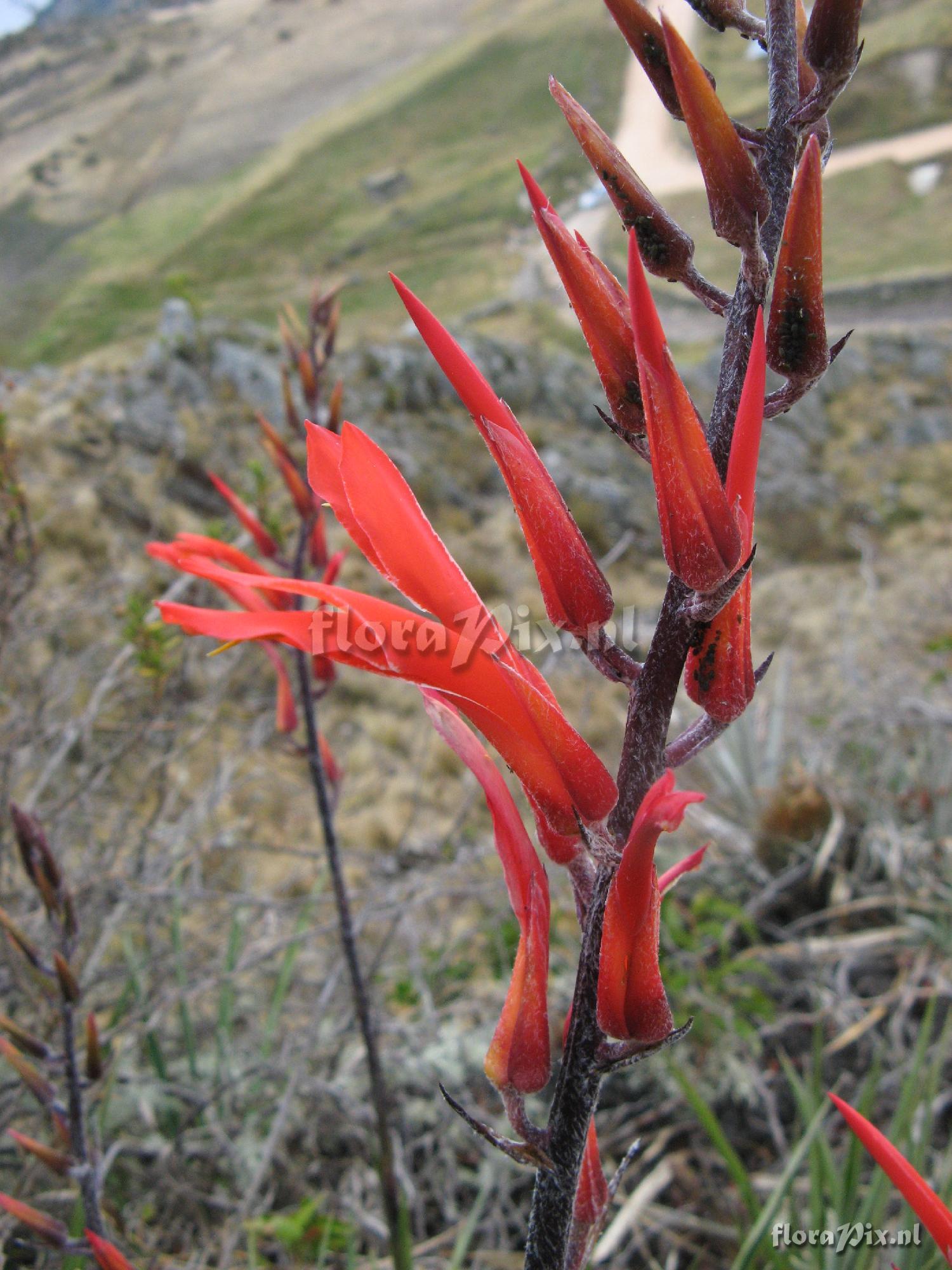 Pitcairnia