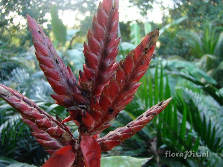 Aechmea tillandsioides 