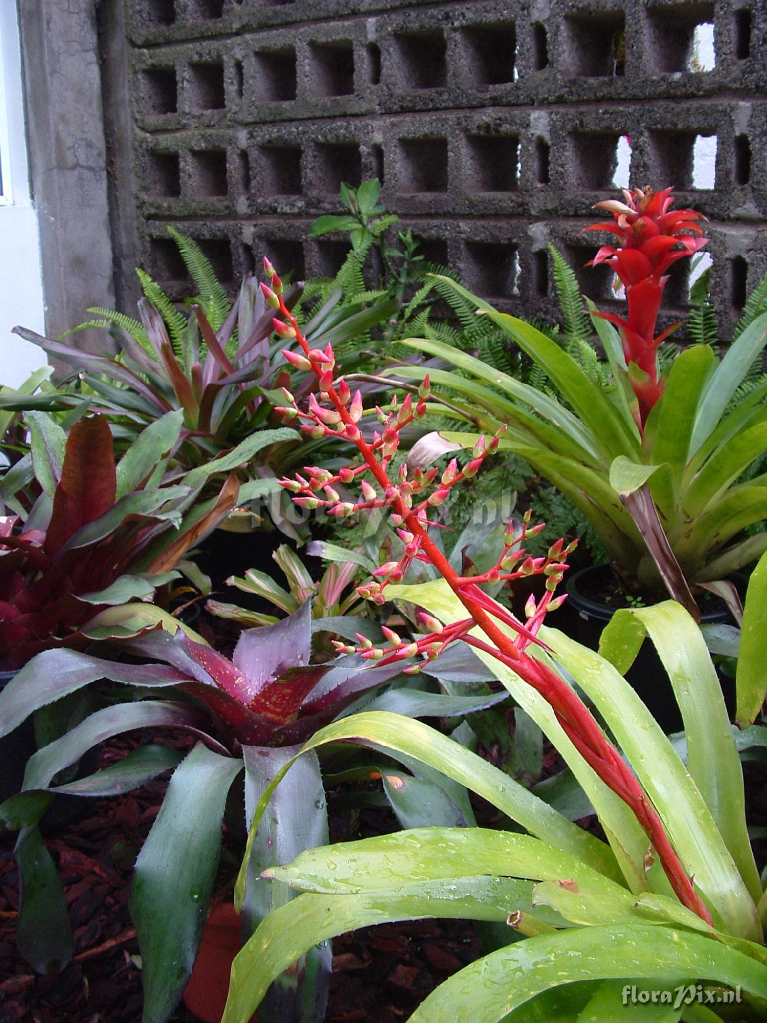 Aechmea Unknown