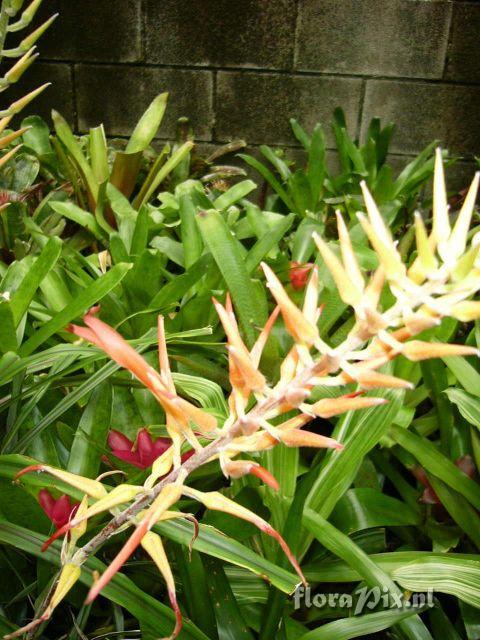 Pitcairnia