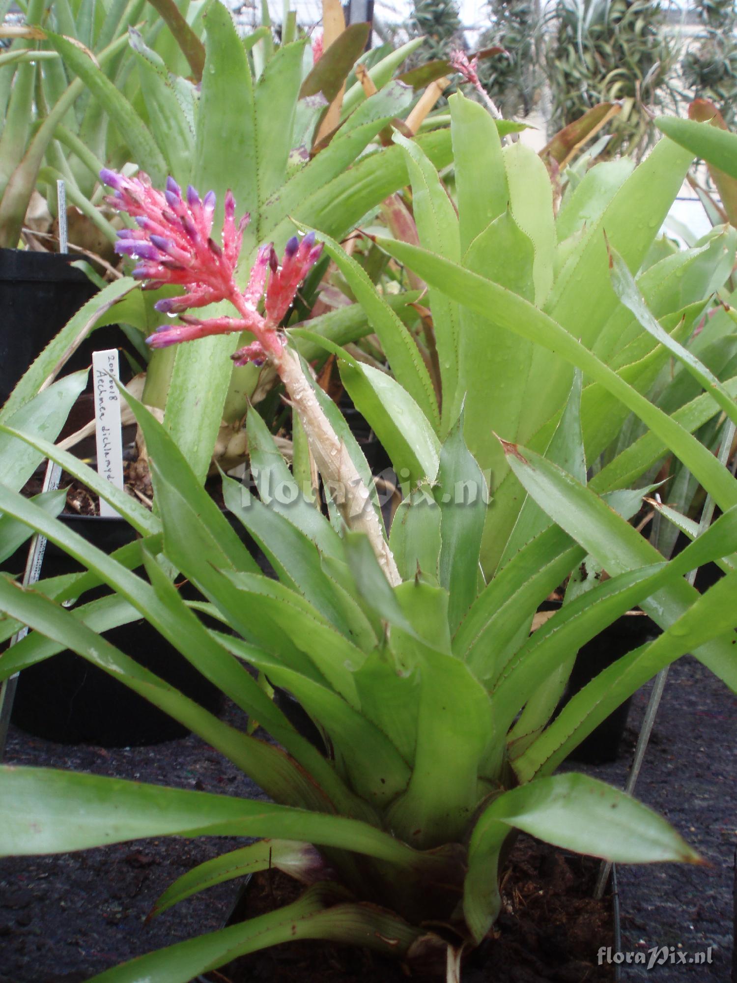 Aechmea distichantha var. glaziovii