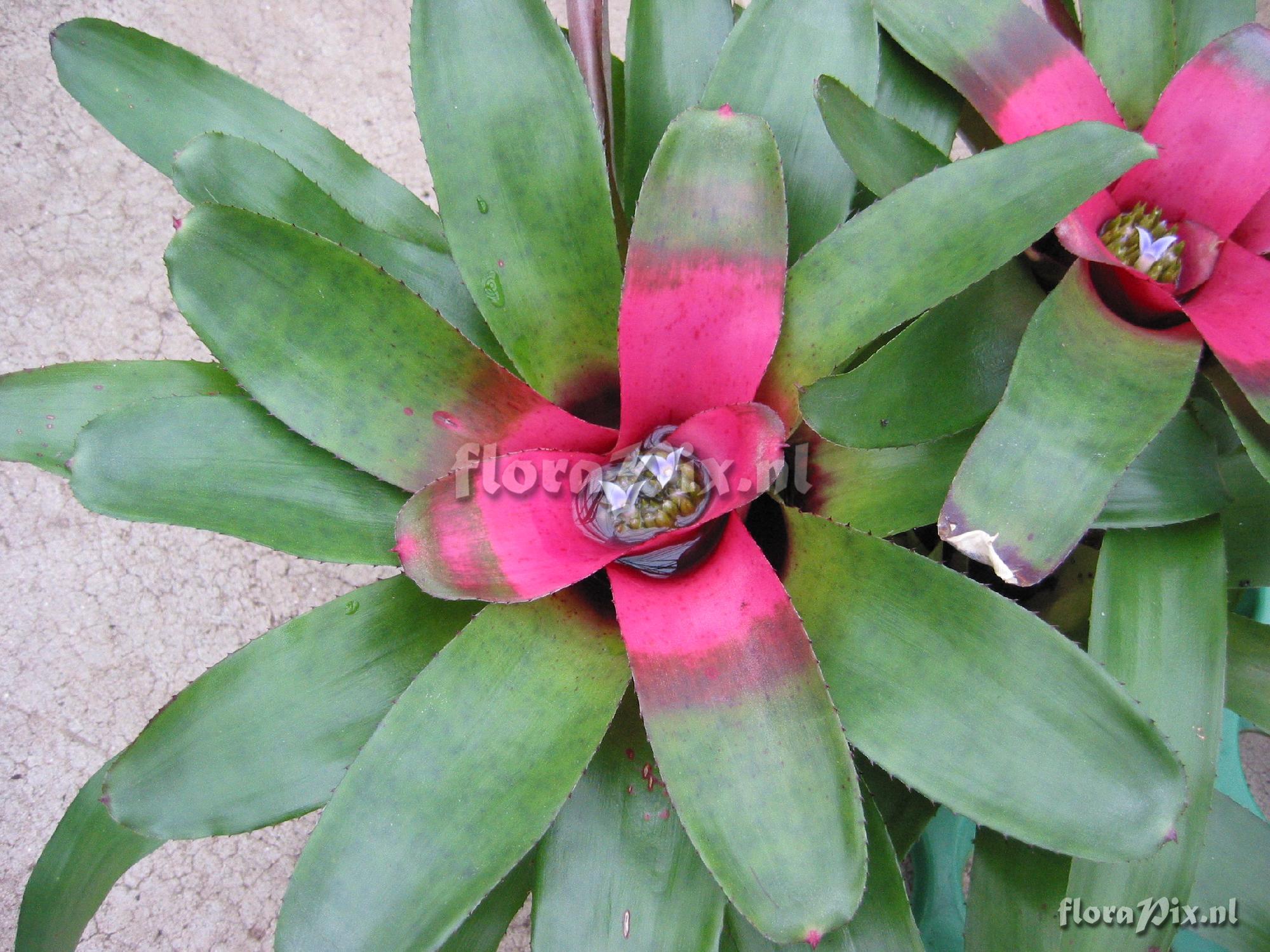 Neoregelia spec.