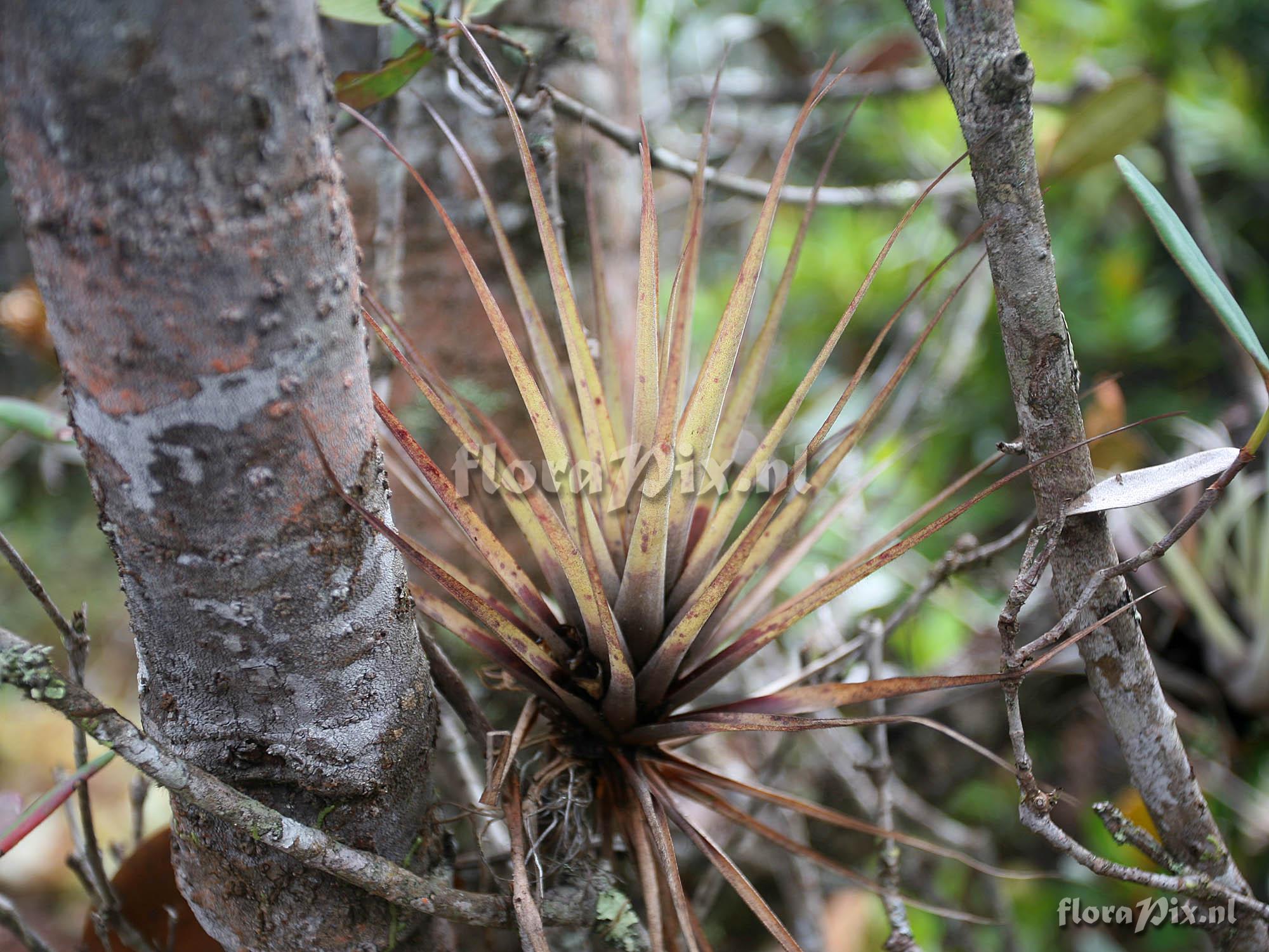 Tillandsia sp B