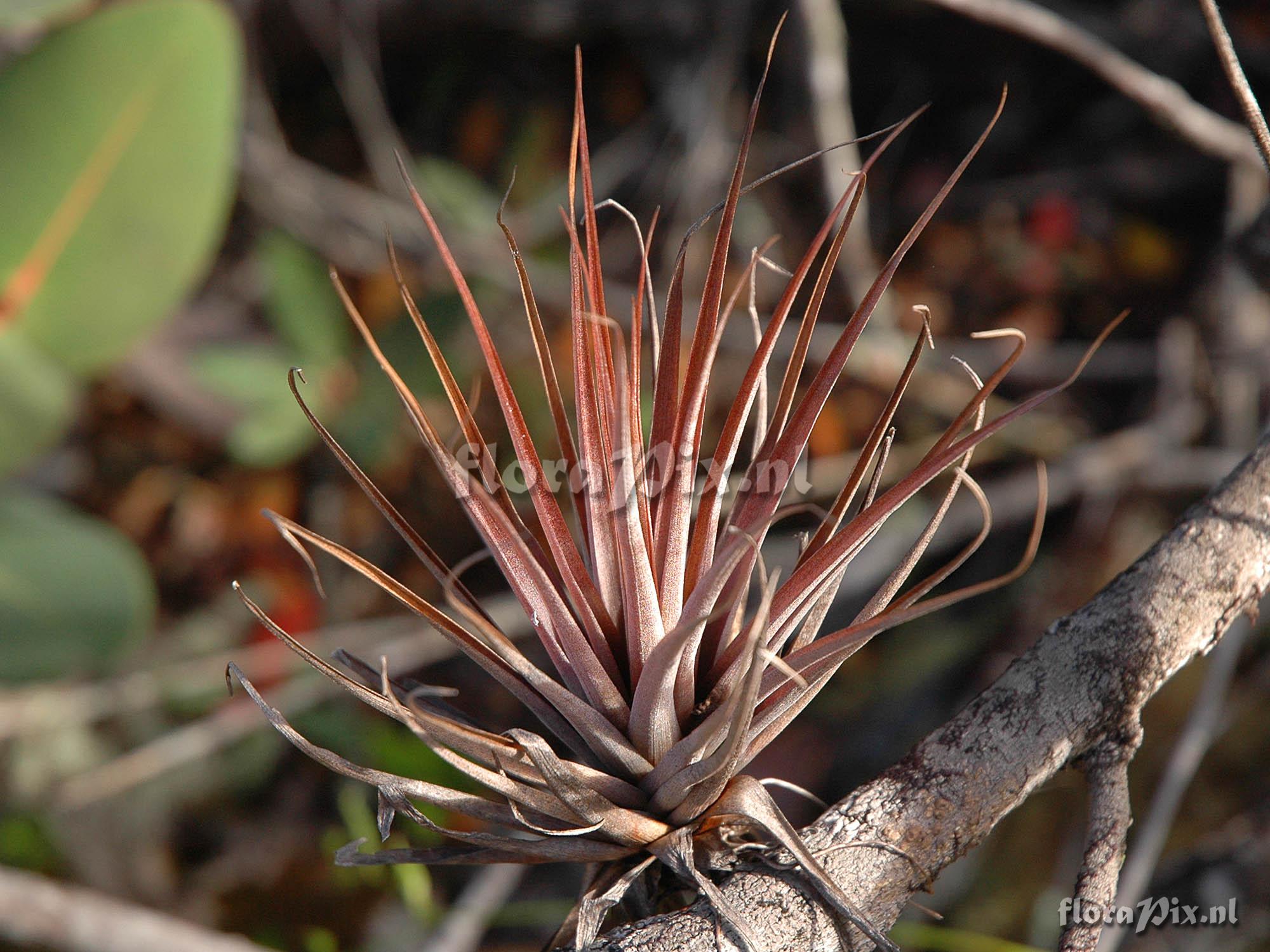 Tillandsia sp D