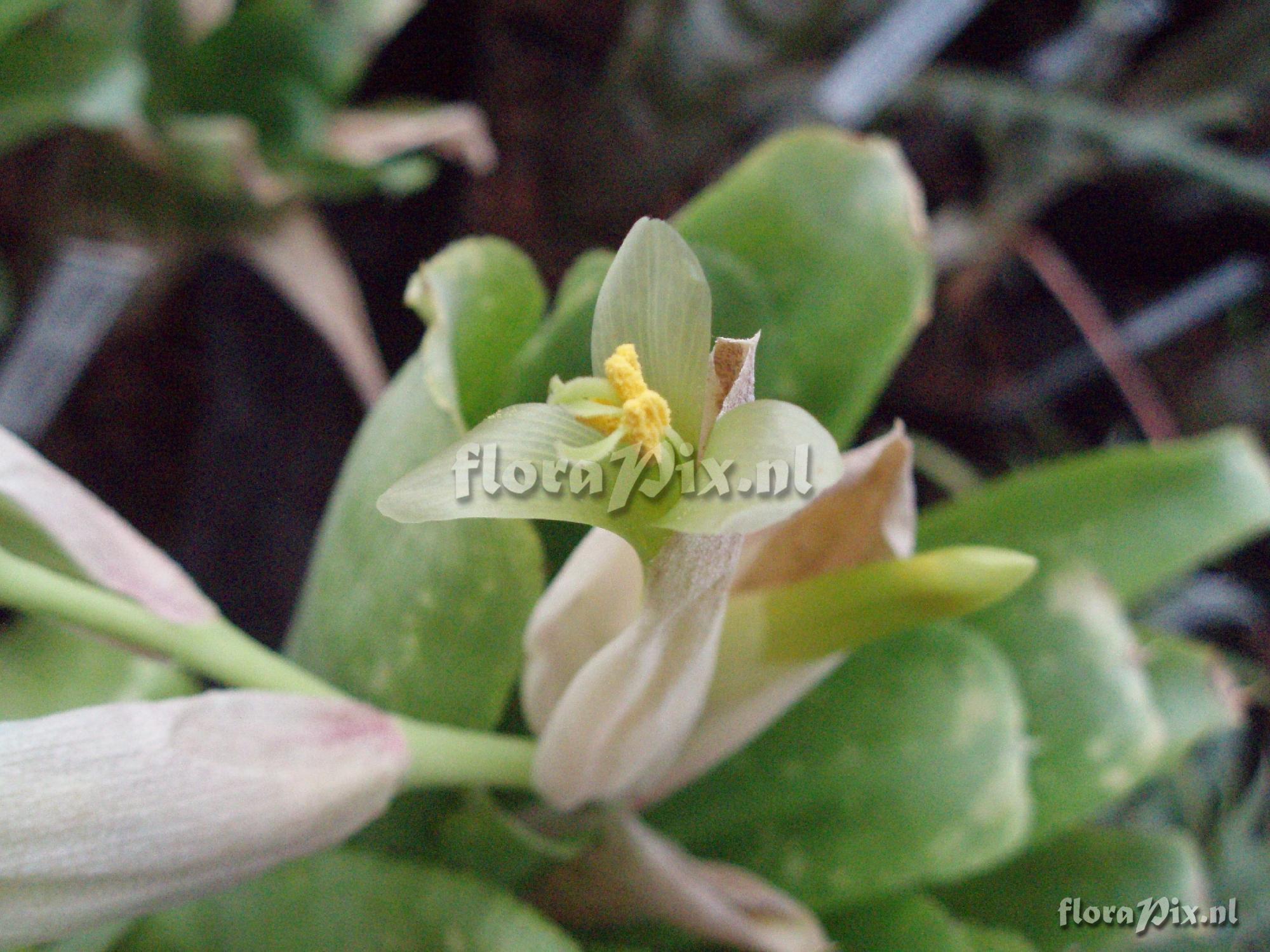 Billbergia chlorantha