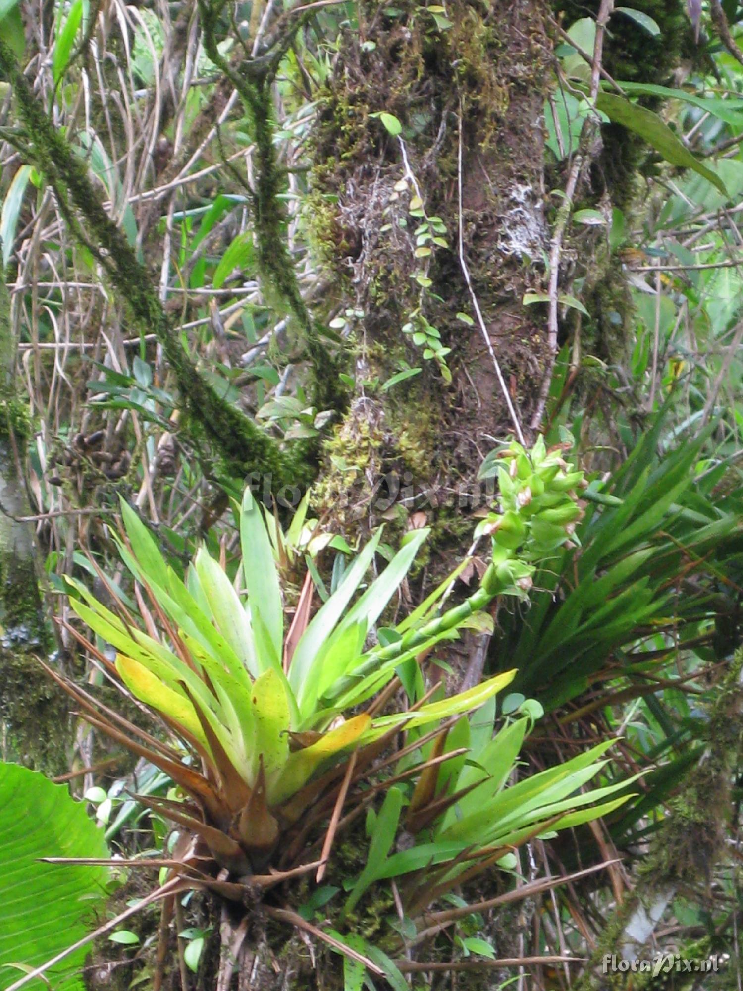 Vriesea cf. capitata