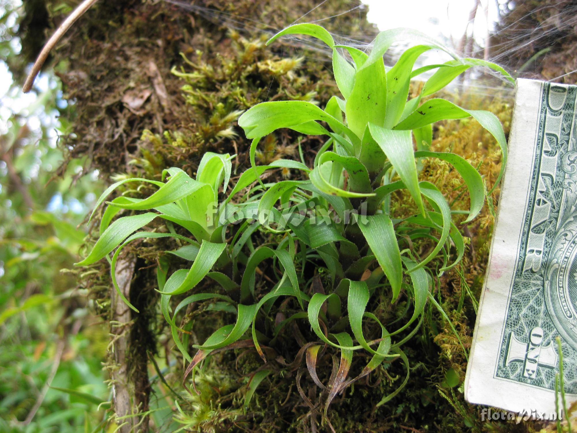 Werauhia insignis 