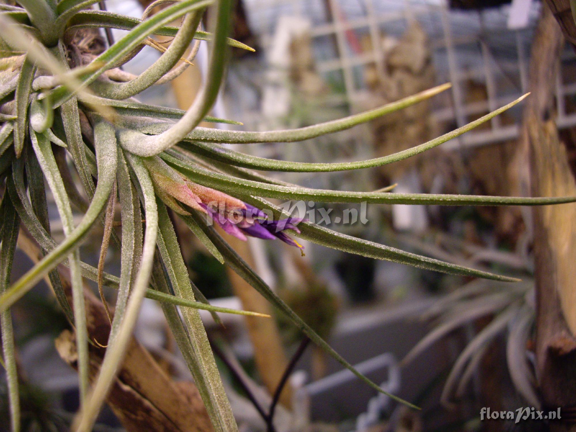 Tillandsia sp.