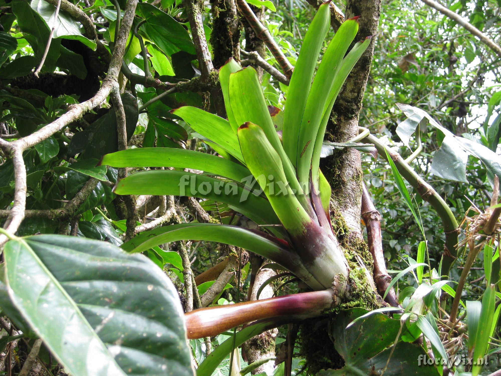 Guzmania spec.