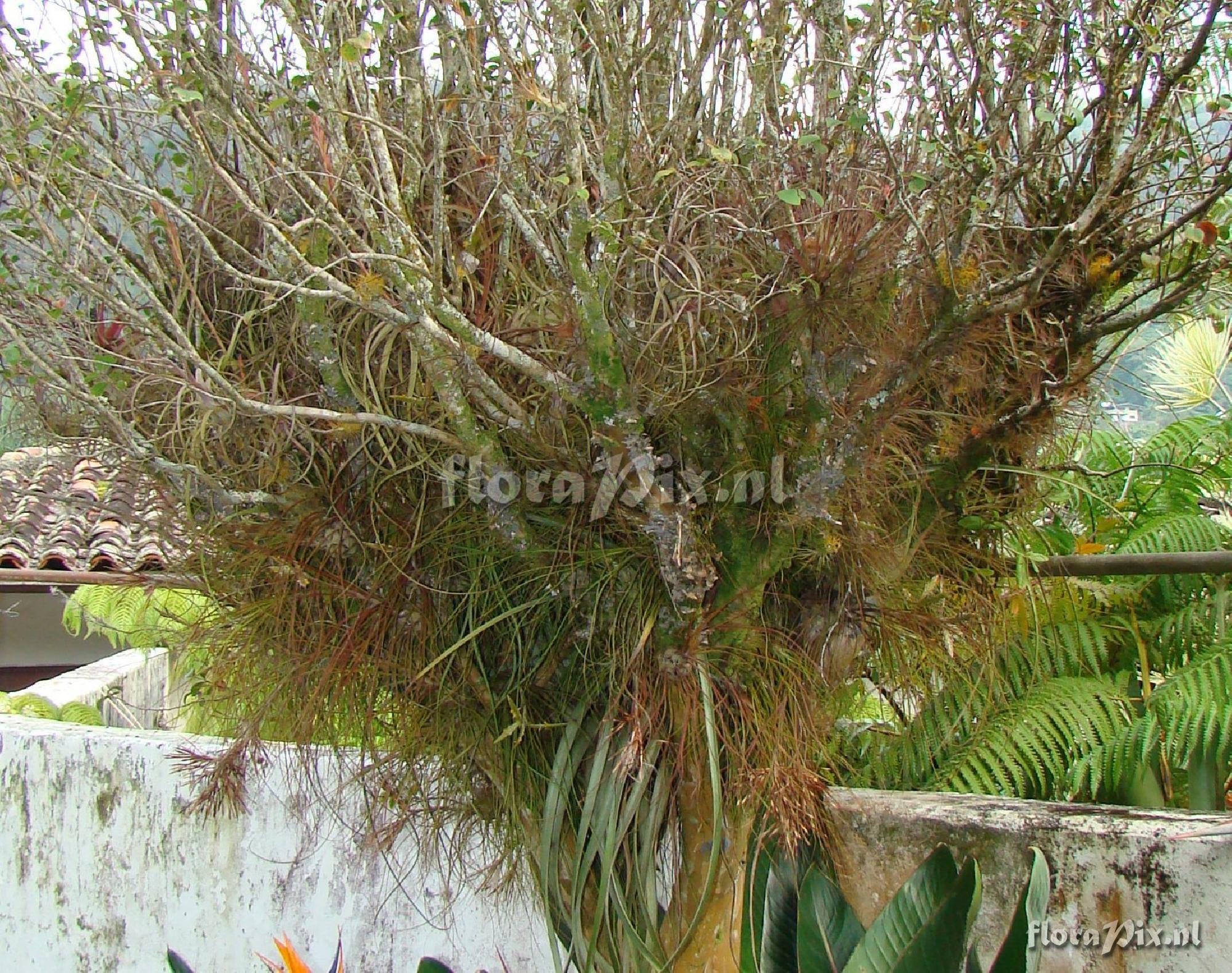 Tillandsia tree