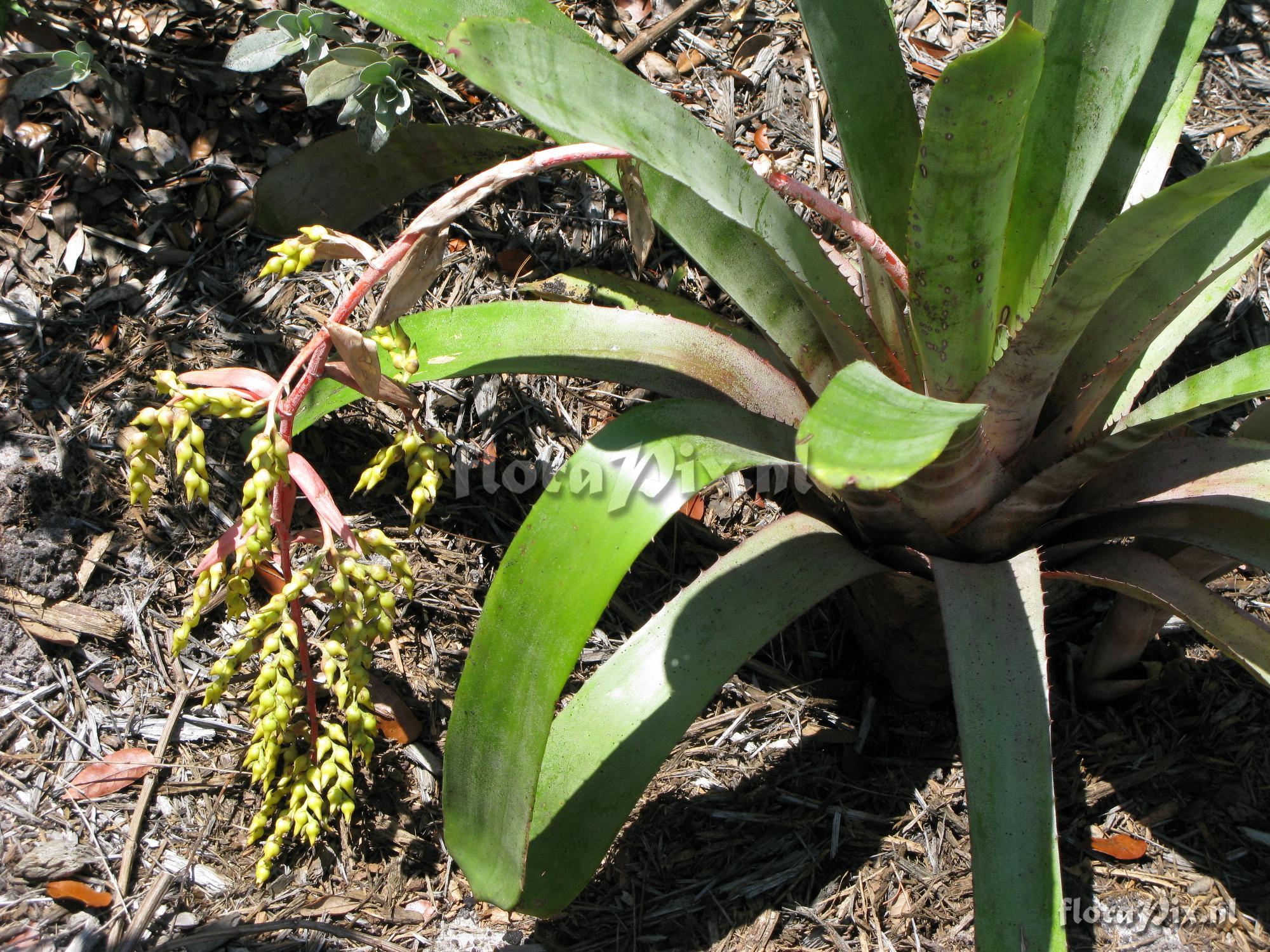 Aechmea sp