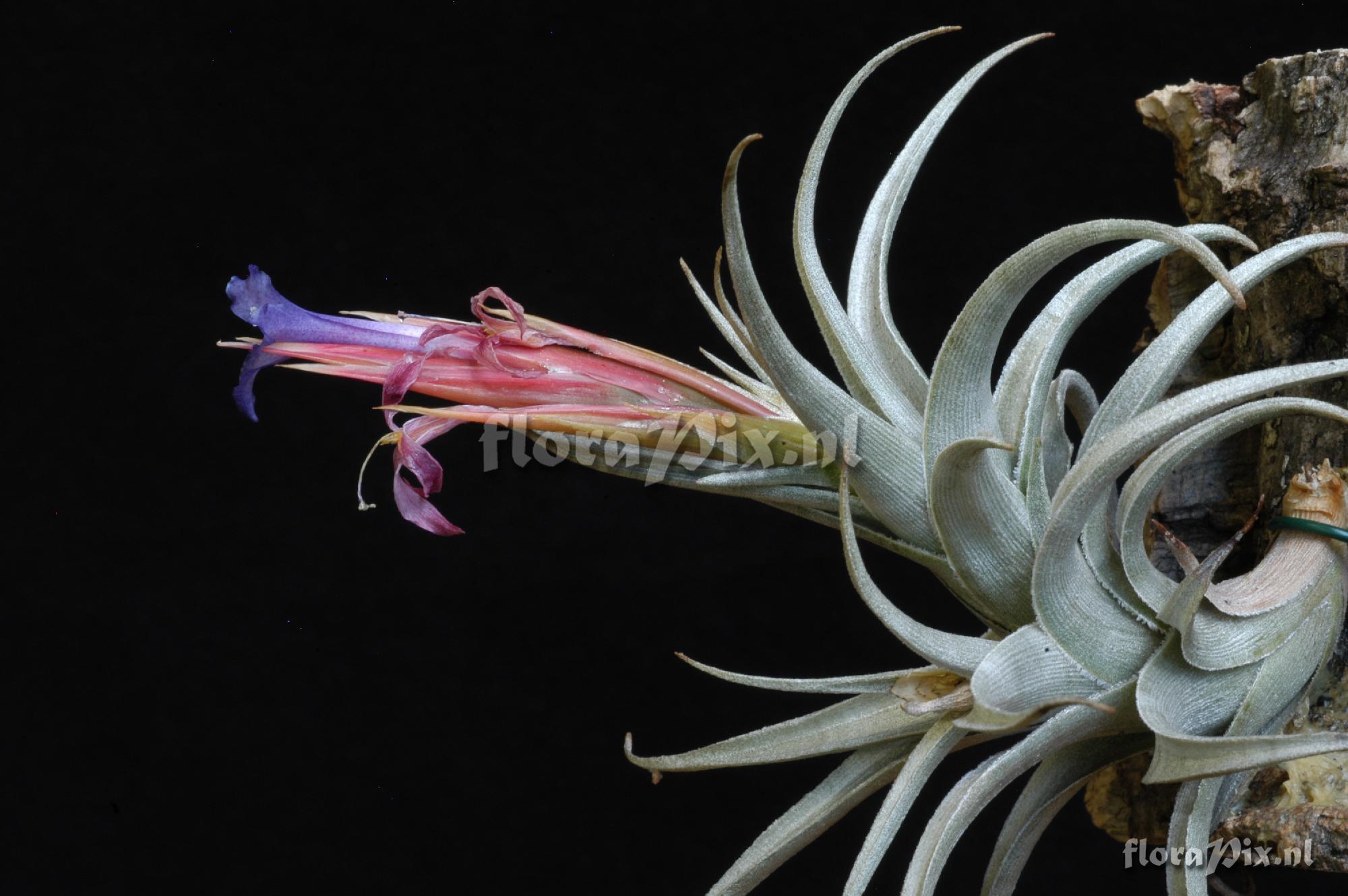 Tillandsia cf. hegeri