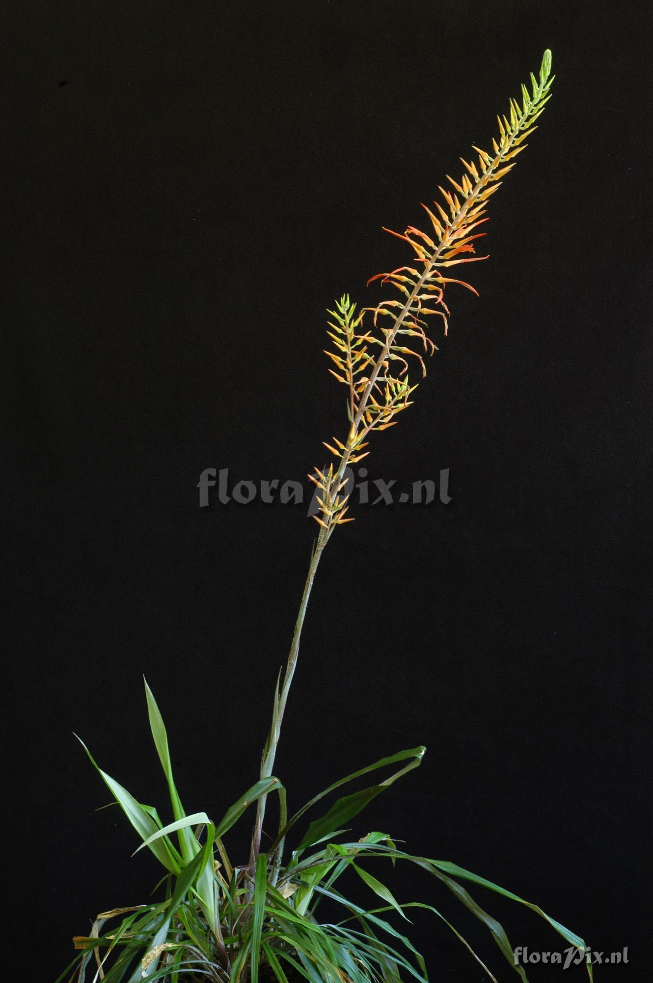 Pitcairnia aff. lechleri 