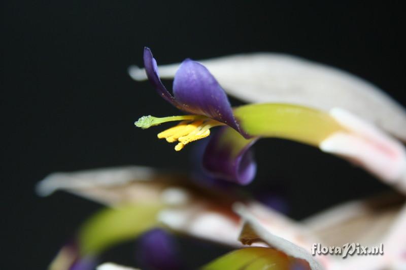 Billbergia euphemiae